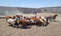 اختصاص بیش از ۳.۹ میلیارد تومان تسهیلات پرواربندی دام در مه ولات